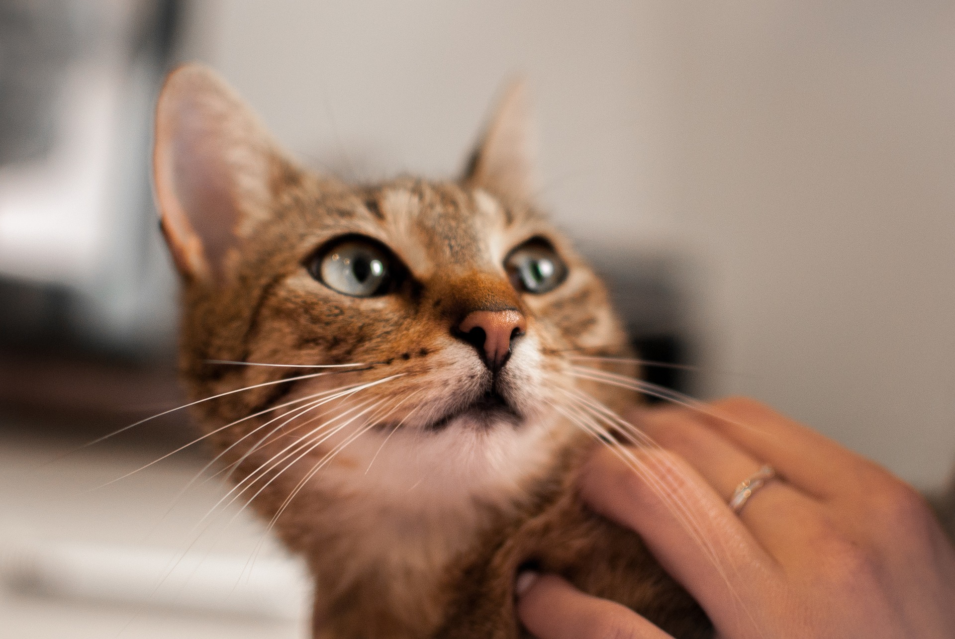 Podávání tablety kočce by mělo být prováděno bez stresu a s pochopením strachu kočky. 