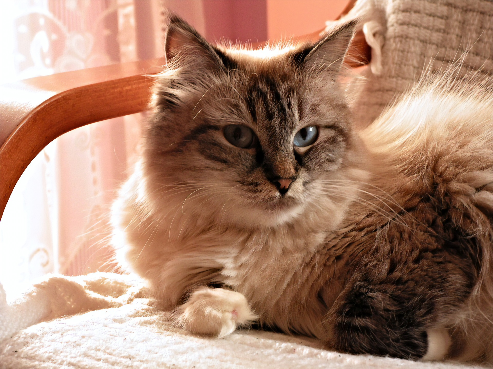 Sibiřské kočky mají krásně definovaný, svěží límec.