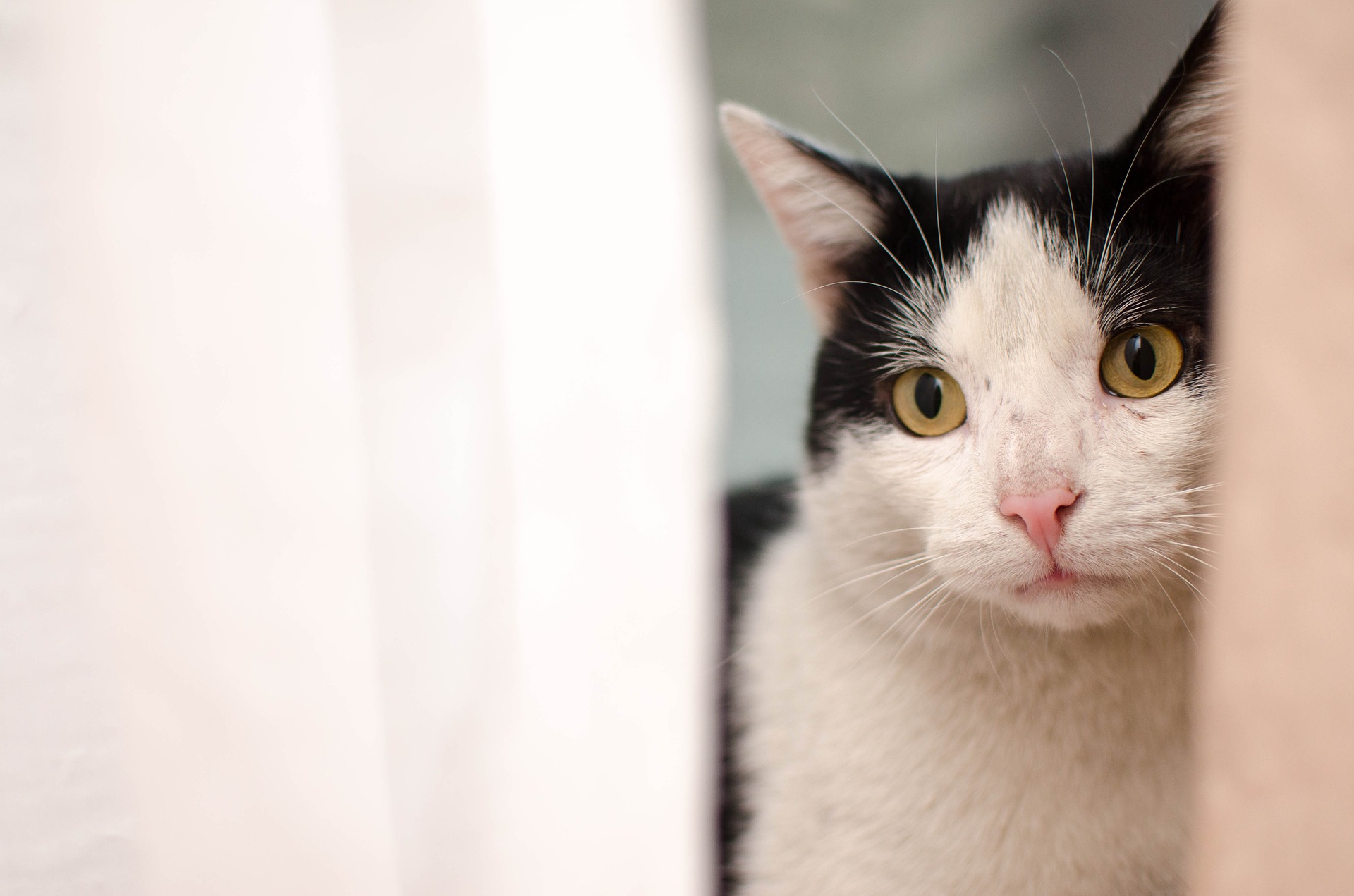Hladovění u koček vede k vážným zdravotním následkům, zejména k těžkým tukovým onemocněním jater.
