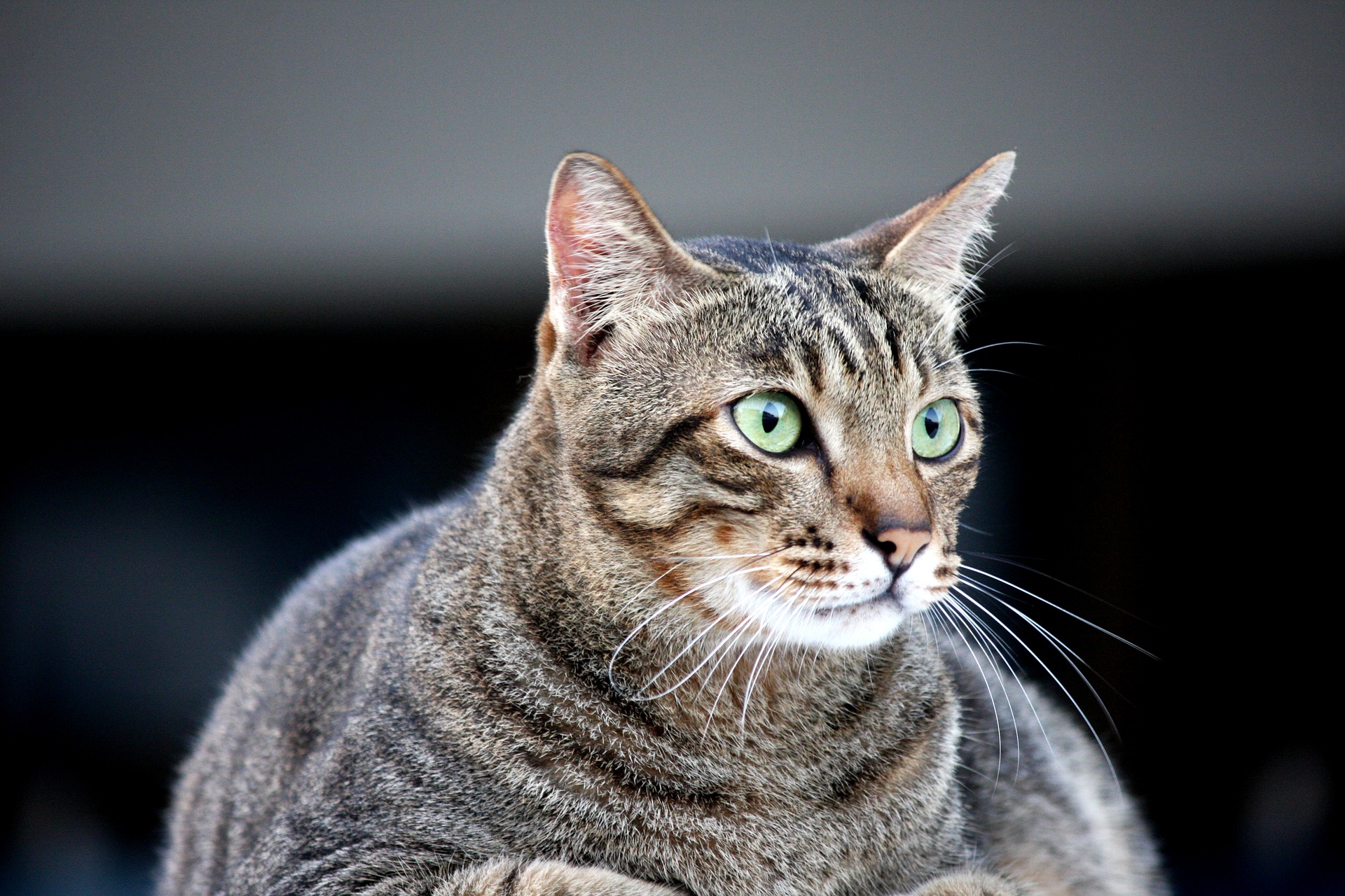 Obezita u koček začíná, když se jejich normální tělesná hmotnost zvýší o 15 - 20%. 