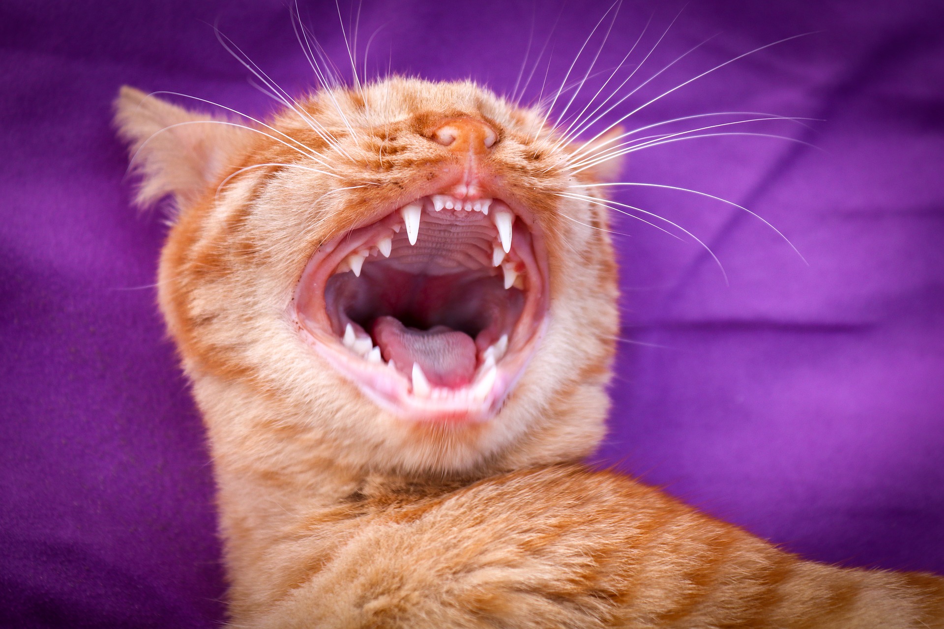 Gingivitida u koček nemusí zpočátku vykazovat žádné zjevné příznaky. V počátečních fázích obvykle uvidíte zarudlé dásně kolem zubů vaší kočky.