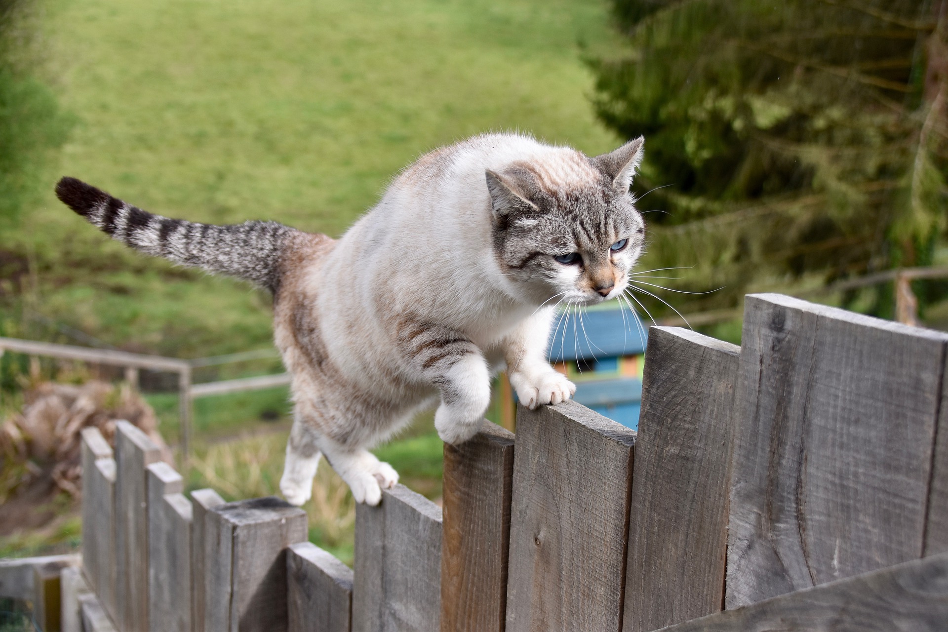Mačka z rôznych dôvodov pokrivkáva, najbežnejšie sú mačky, ktoré chodia von bez dozoru. K rezom však môže dôjsť aj doma, napríklad pri skoku z veľkej výšky, pri šliapaní na sklenený fragment alebo pri šliapaní na ňu.