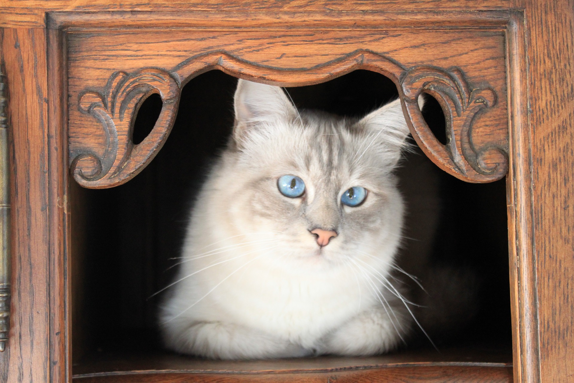 kočky birma jsou často postiženy strabismem a jinými očními chorobami.