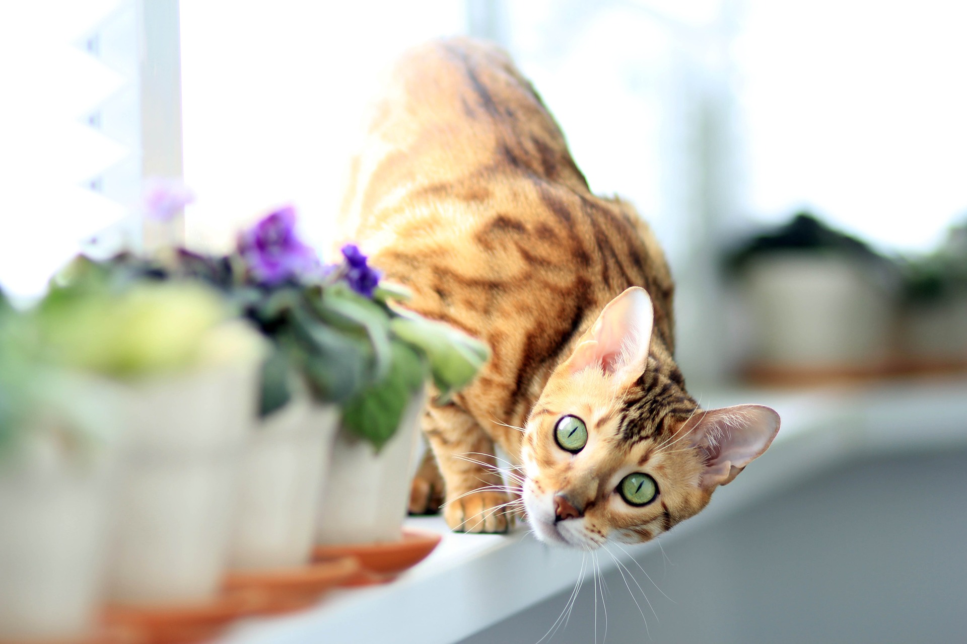 Bengálská kočka se také nazývá bengálem nebo leopardeta.