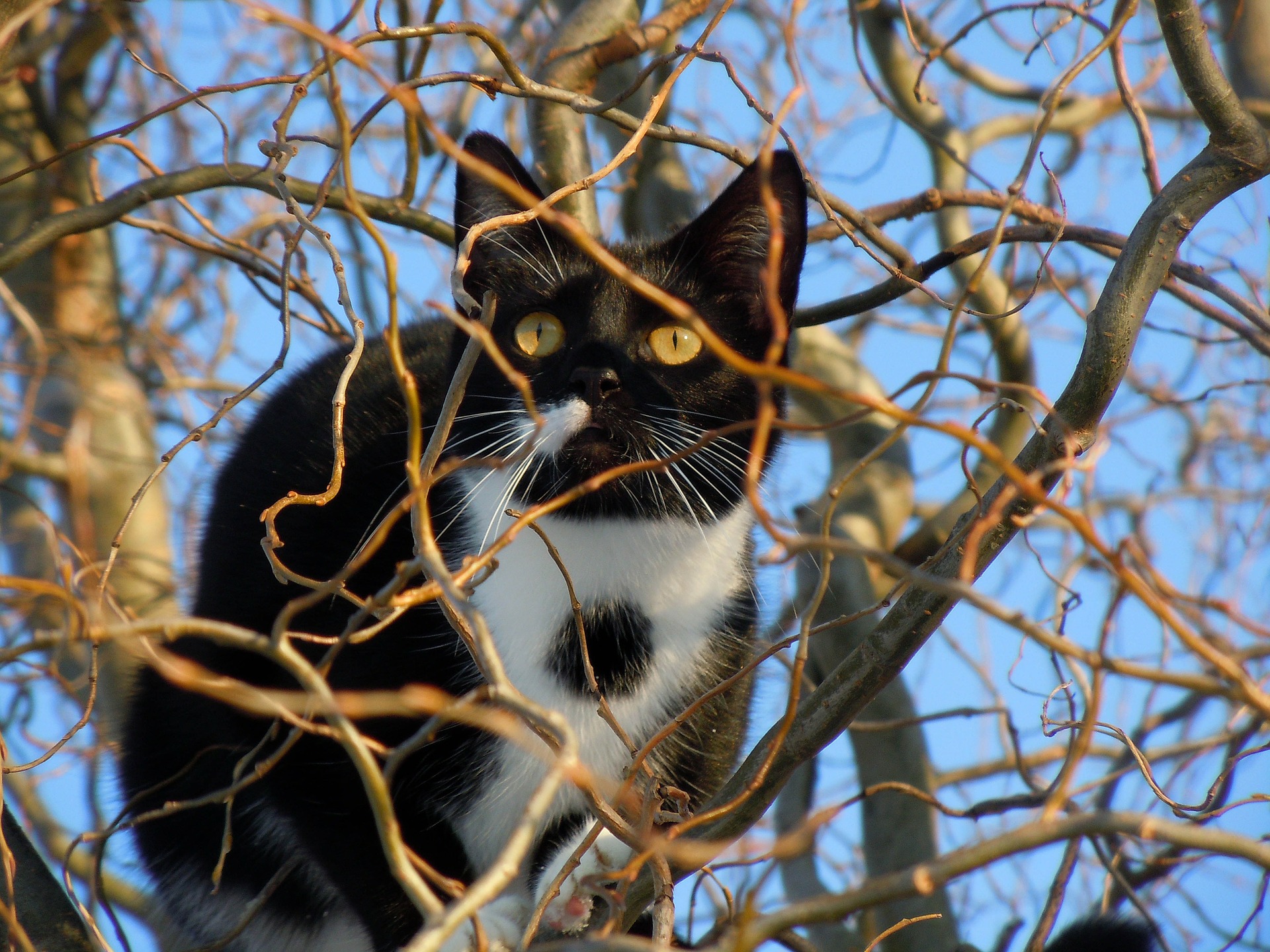 Kočka na stromě znamená stresující pohled pro chovatele kočky