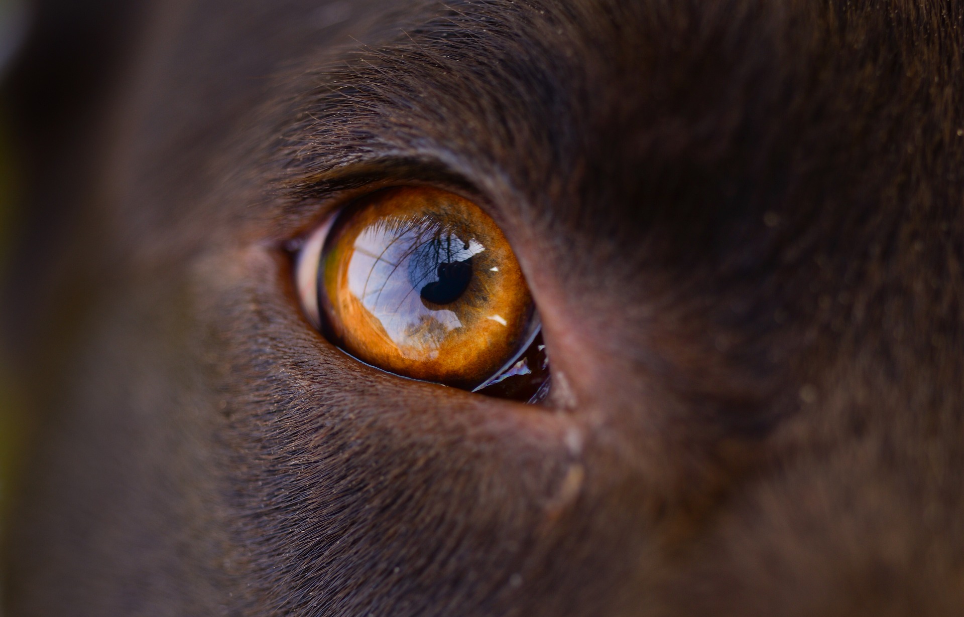 Rohovka oka psa je velmi velká. Velká plocha umožňuje velkou velikost zornice, což usnadňuje vidění v noci a při slabém osvětlení.