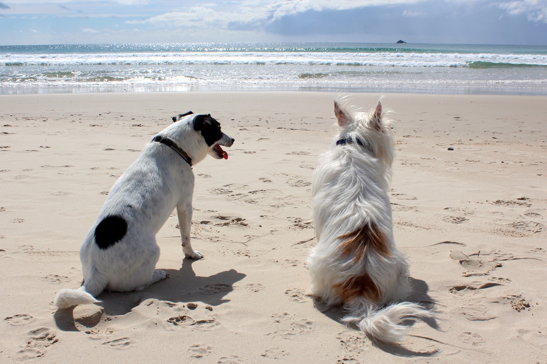 Při pobytu se psem na pláži buďte obzvláště opatrní, mějte vždy vodítko a náhubek. Uvědomte si ostatní a nedovolte, aby si váš pes hrál jejich blízkosti.