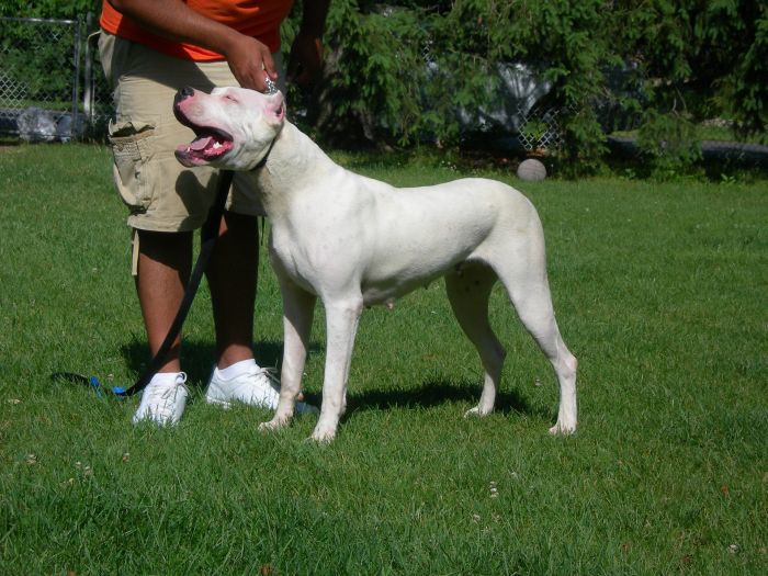 Argentynska dog jako velký bílý pes