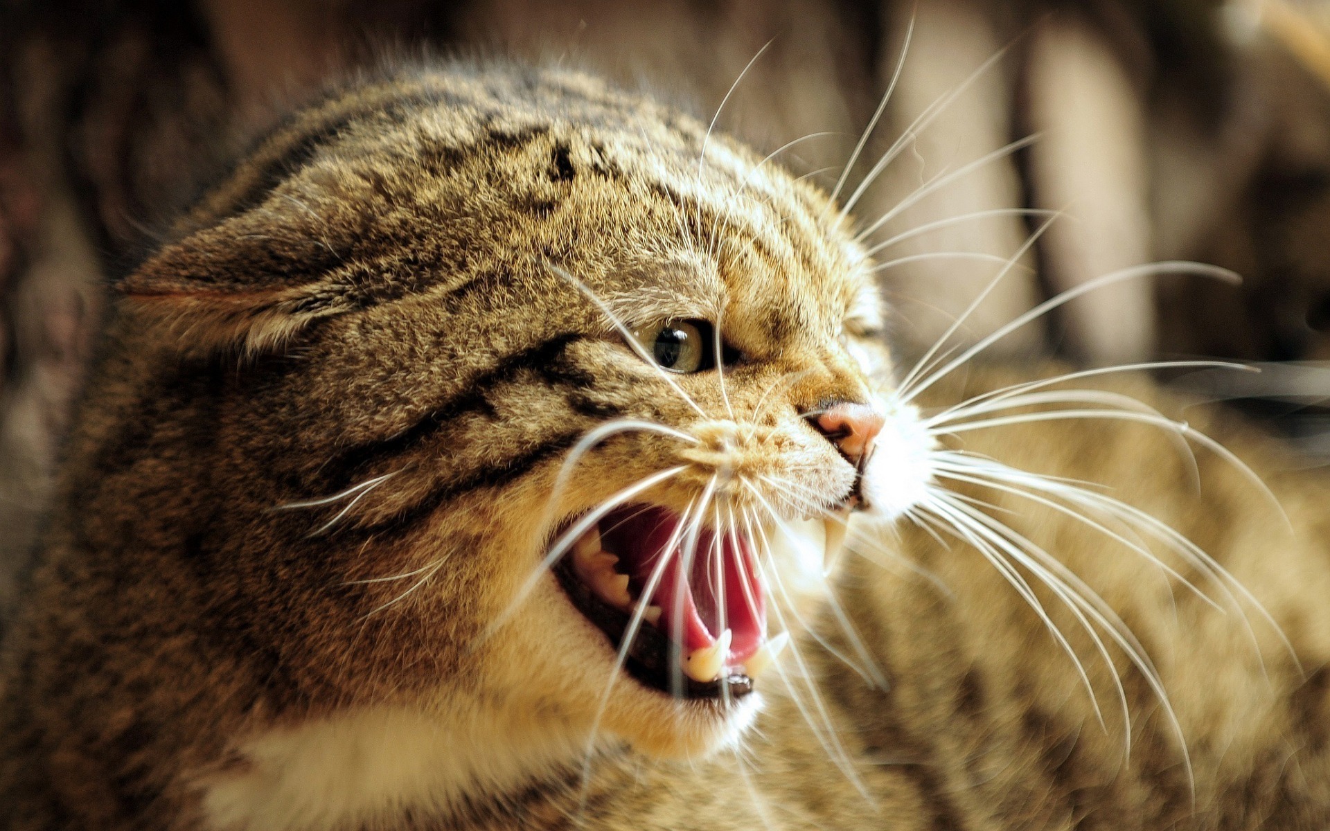 Kočičí zuby bývají použity jako poslední možnost obrany. Reakce na uklidňující signály od koček a dodržování řeči jejich těla pomůže předcházet nepříjemným situacím.