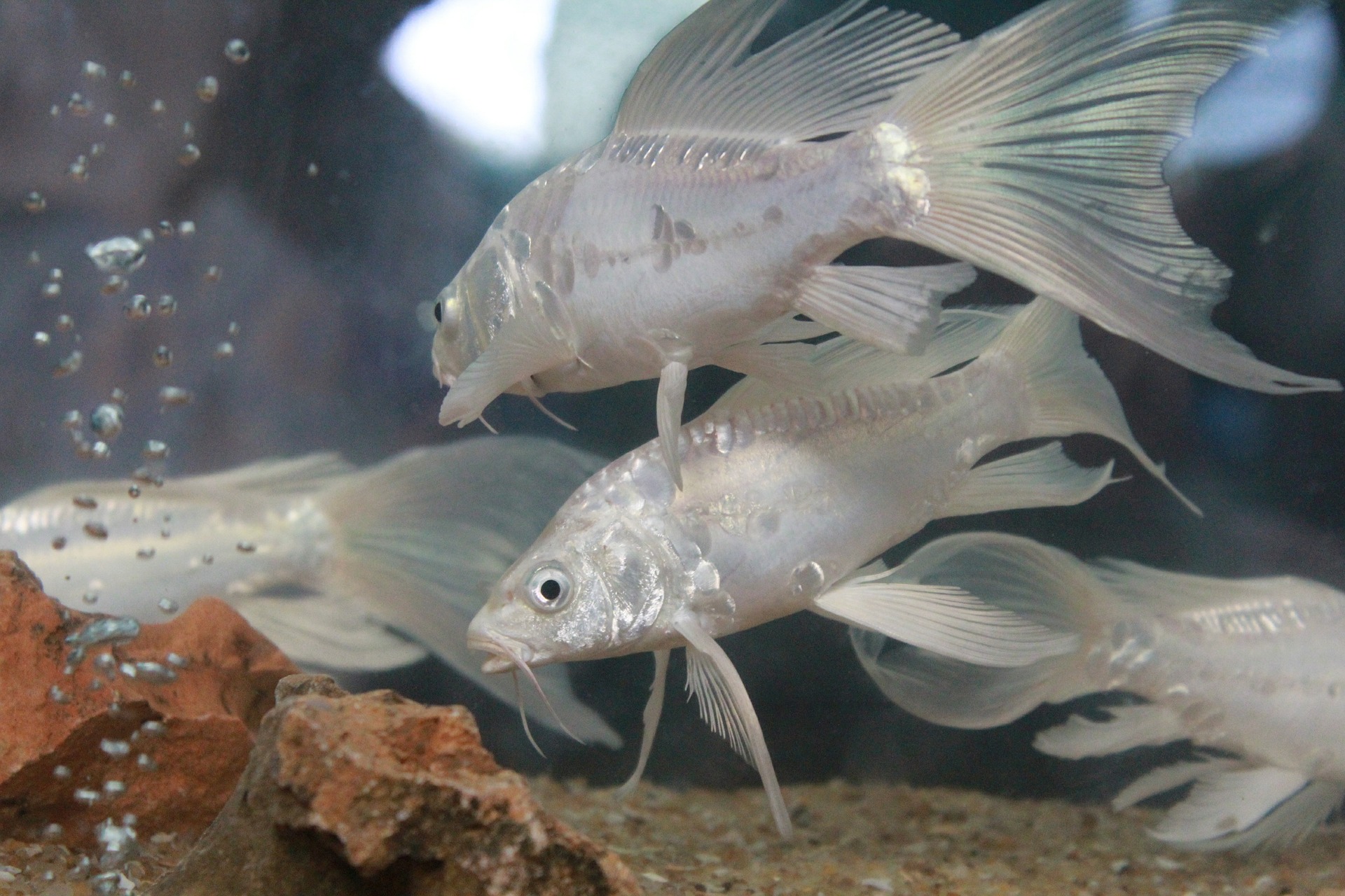 Rybí neštovice často postihují akvarijní ryby, zdrojem infekce může být voda s parazity, nemocné rostliny, infikovaná živá strava.