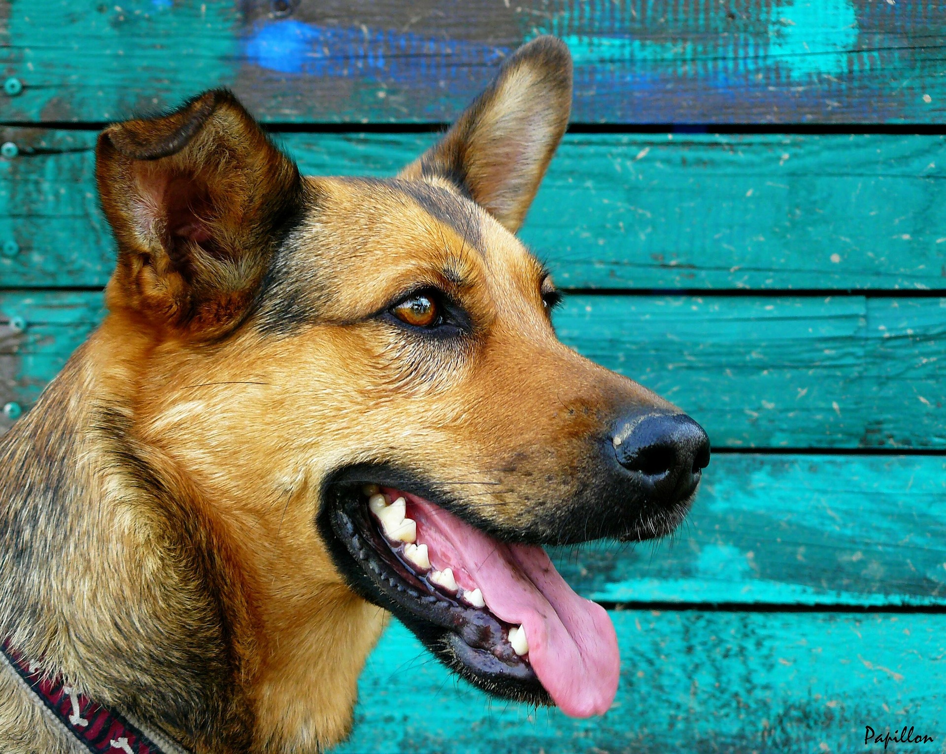 Nevyčištěné zuby mohou být u psů rychle pokryty zubním kamenem. Pokud se neléčí, způsobuje nepohodlí, bolest, nepříjemný zápach z úst a ztěžuje psovi stravu.