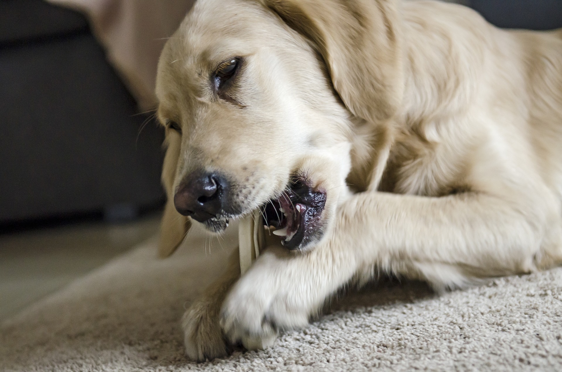 Aby se zabránilo tvorbě zubního kamene u psů, je nutné je pravidelně čistit a dbát na správnou stravu. Přírodní kousátka pro psy jsou užitečné.