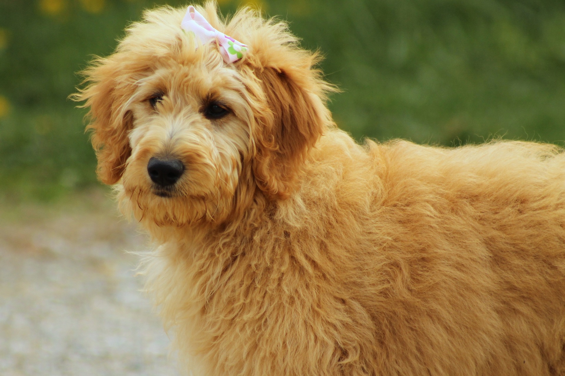 Goldendoodle je pes, který je výsledkem kombinace zlatého retrívra s pudlem. Takový hybrid není uznán Mezinárodní kynologickou federací.