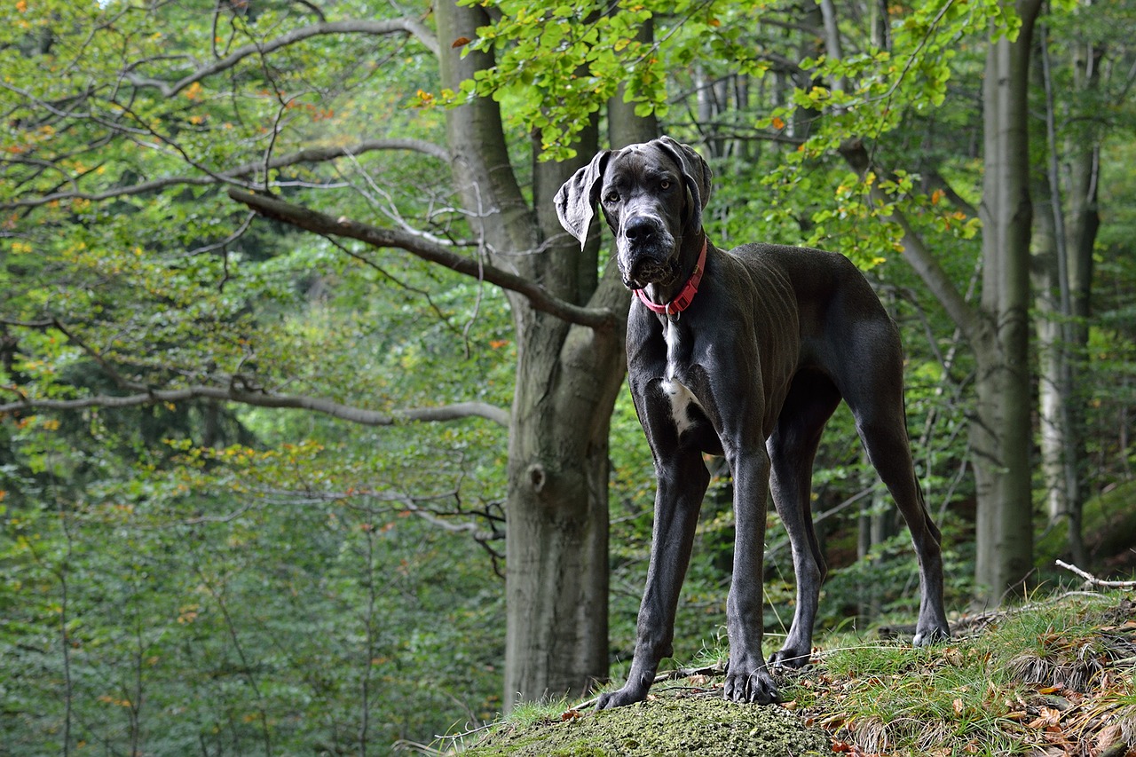 Německá doga je obranný pes, hlídací pes a velký společník