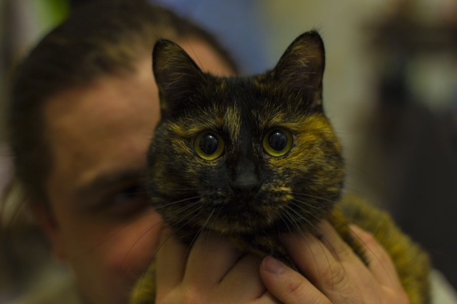 Kočka Bobtail má výrazný dlouhý nos a vysoké lícní kosti, což jí dodává japonský vzhled.