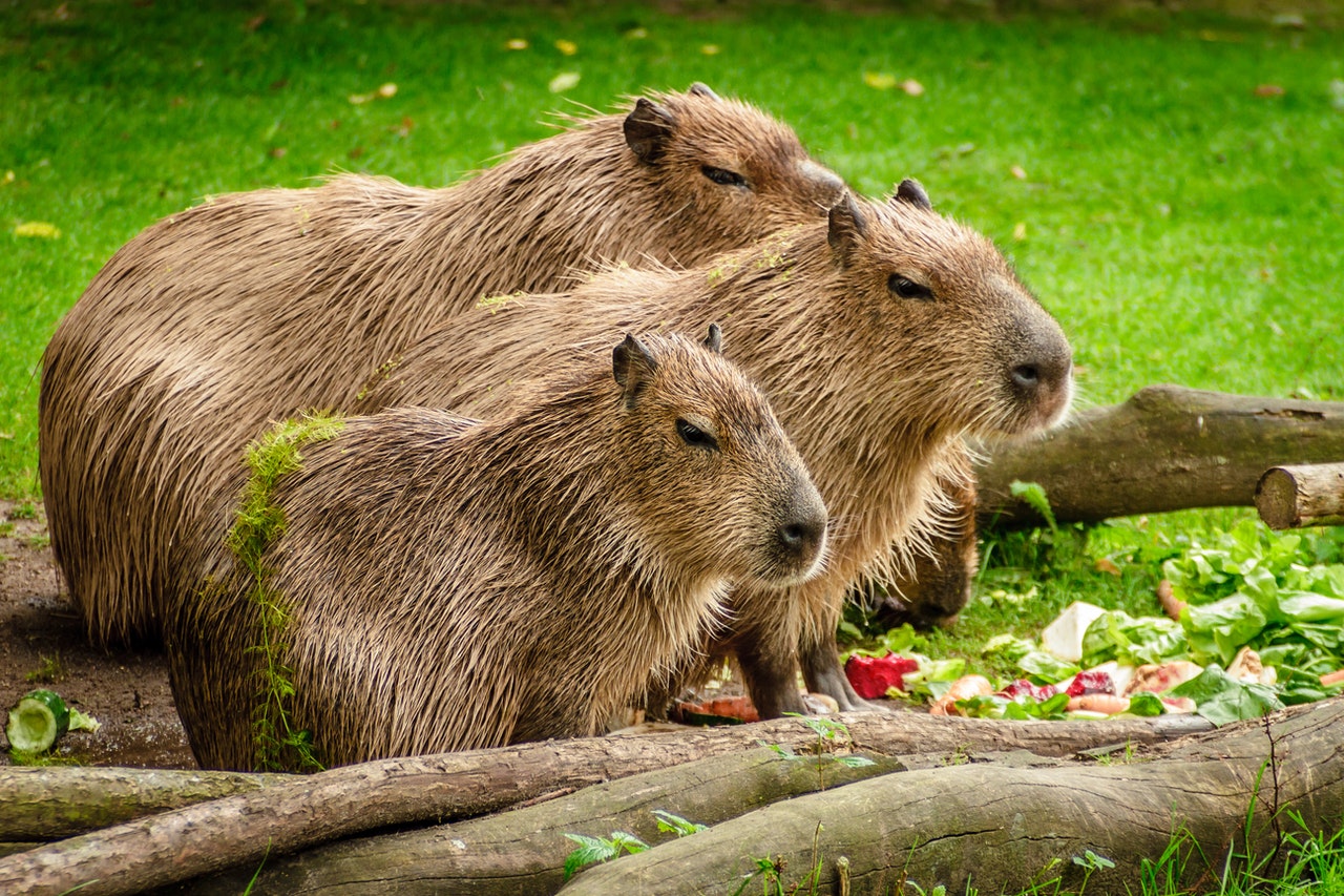 Co potřebuje kapybara?