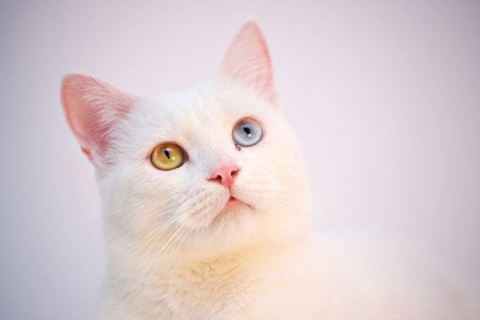 Kočka khao manee se zeleným a modrýma očima