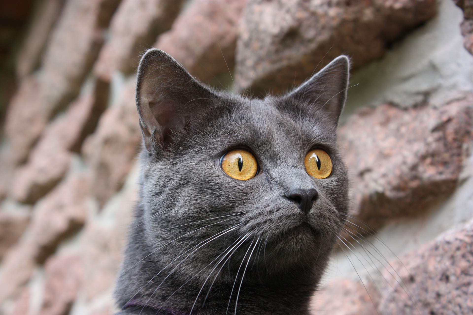 Кошка с желтыми глазами порода. Картезианский шартрез. Кот породы шартрез. Картезианский кот шартрез. Французская порода кошек шартрез.