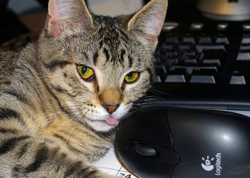 Kočka leží vedle počítačové myši.