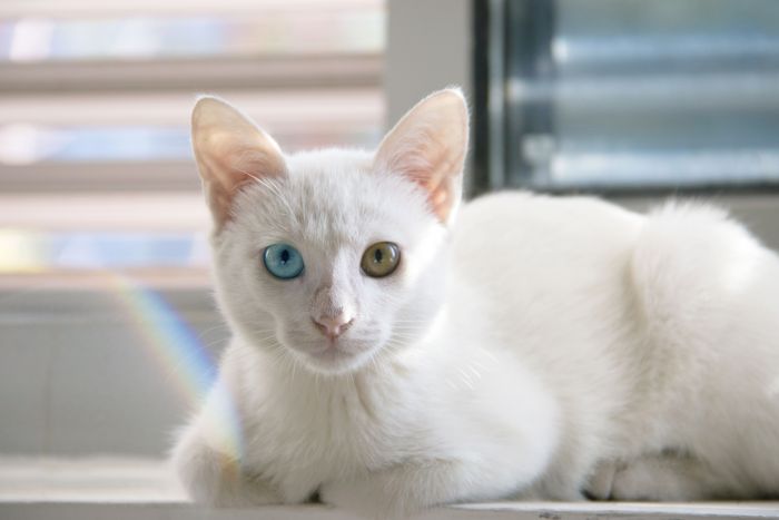 Na parapetu leží bílá kočka khao manee s různobarevnýma očima.