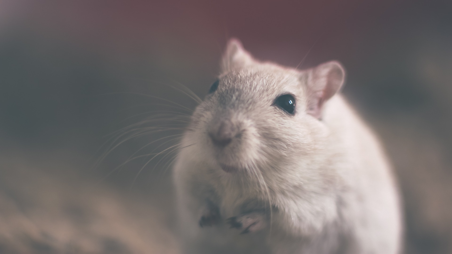 La souris domestique est une souris qui se plaît dans les sous-sols et les placards.