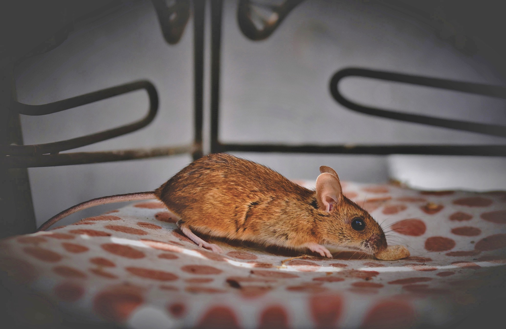 Bien que la souris soit omnivore, il est plus sûr de lui donner une alimentation complète qui corresponde au mieux à ses besoins.