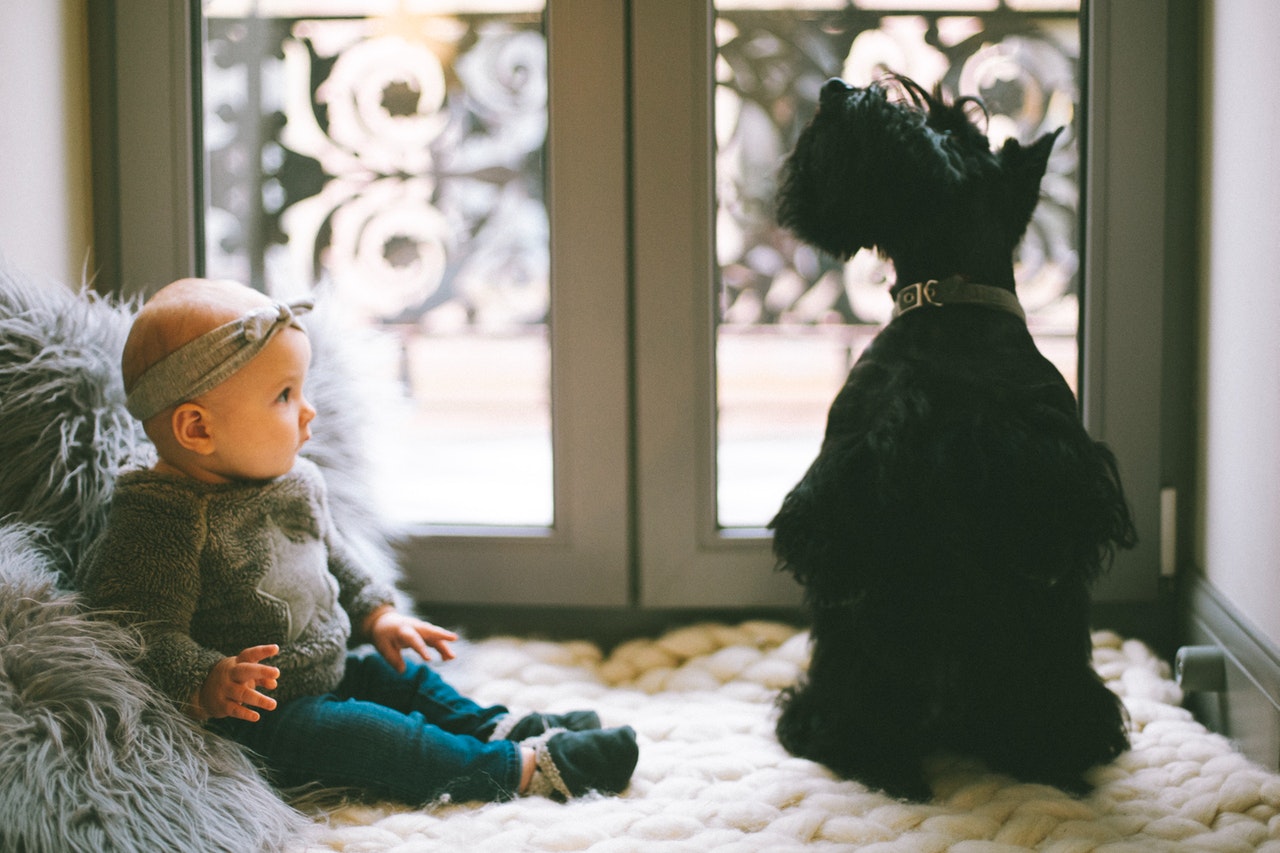Le fait d'élever un enfant avec un chien a un effet positif sur le développement émotionnel de l'enfant et accélère également le développement physique.