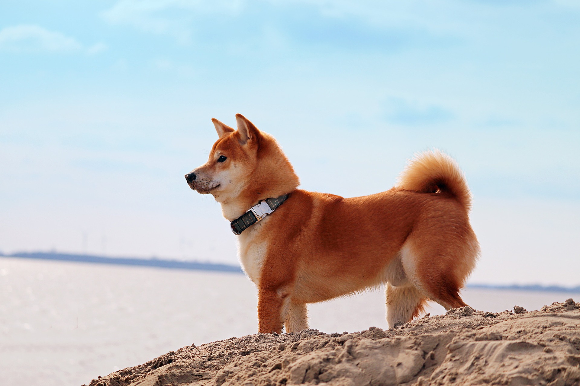 Shiba-Inu umí být věrný, loajální a oddaný pes