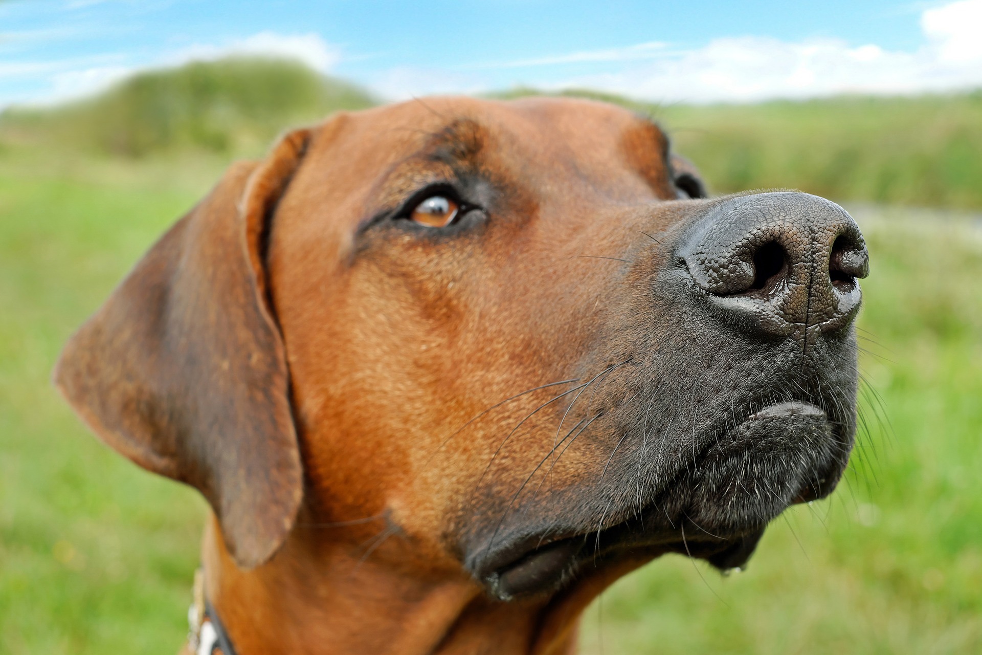 Bavorský salašnický pes je silný a svalnatý pes, ale s štíhlou tváří.
