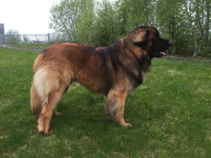Sarplaninac stojí bokem na trávě. Sarplaninac je velký pes se silně označeným důlkem na zádech.