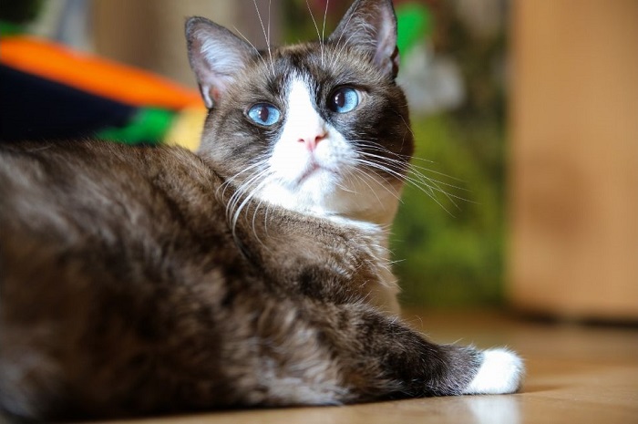 Snowshoe kočka s modrýma očima.
