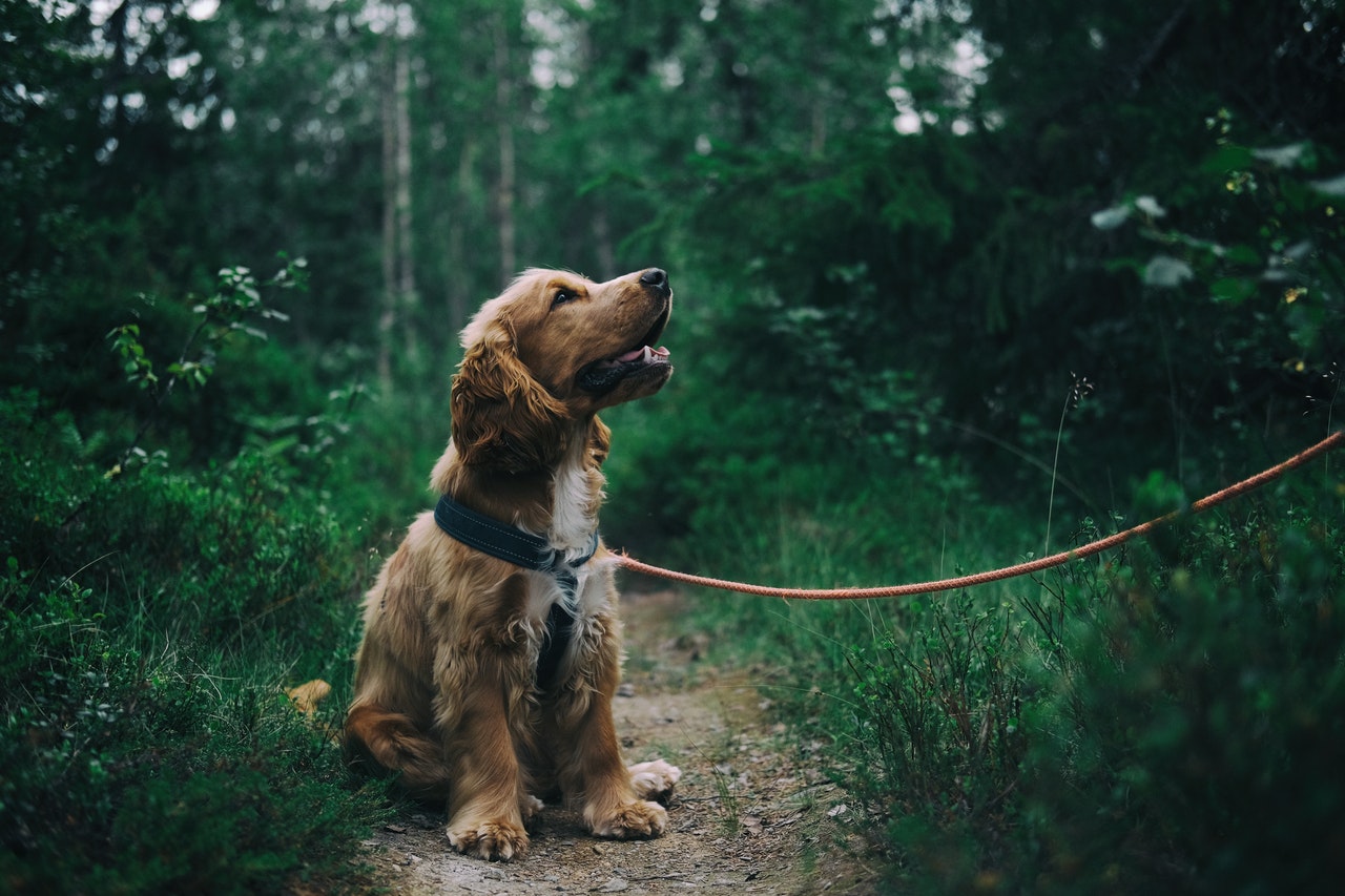Kokršpaněl je velmi aktivní pes, miluje dlouhé procházky, zejména v lesích!