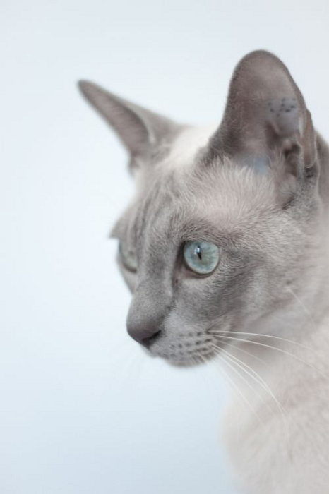 Tonkinská kočka v profilu.