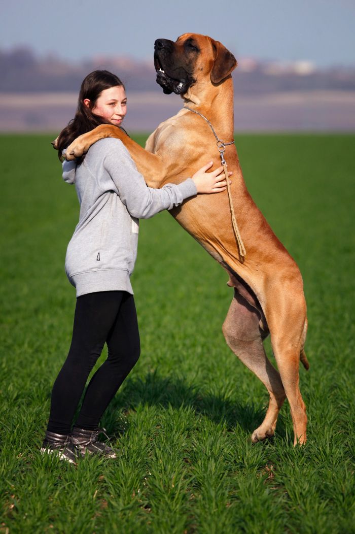 Jaký je největší pes na světě?