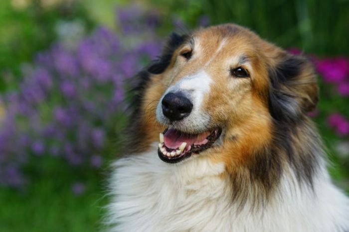 Skotský ovčák má mírně šikmé oči a široký úsměv, což mu vyneslo titul věčně usměvavého psa.