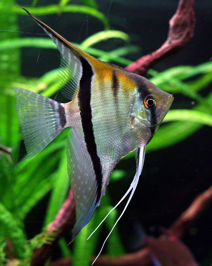  Skalární ryby mezi rostlinami v akváriu