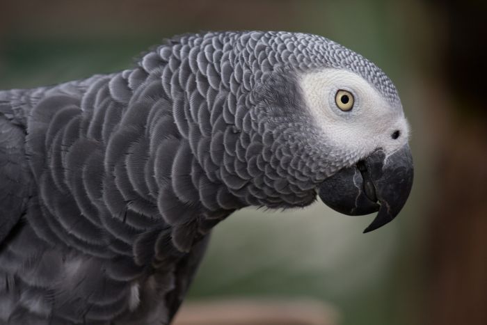 Papoušek šedý má krásné šedé peří a kolem očí bílou skvrnu