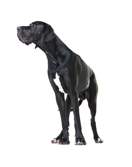 FITMIN Dog For Life Mini 3 kg