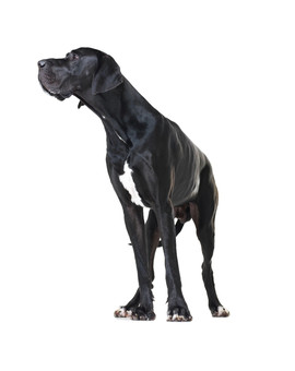 FITMIN Dog Purity Grain free adult mini beef 4 kg