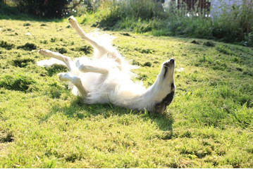 Barzoj, známý také jako ruský chrt, je lovecký pes, který se v současné době používá hlavně jako společenské plemeno.