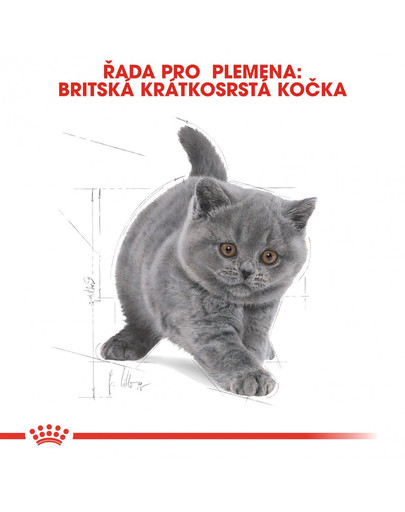 ROYAL CANIN British Shorthair Kitten 400g granule pro britská krátkosrstá koťata