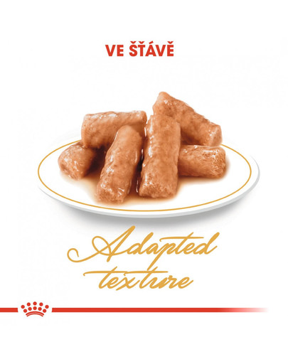 ROYAL CANIN British Shorthair Gravy 6x 85g kapsička pro britské krátkosrsté kočky ve šťávě