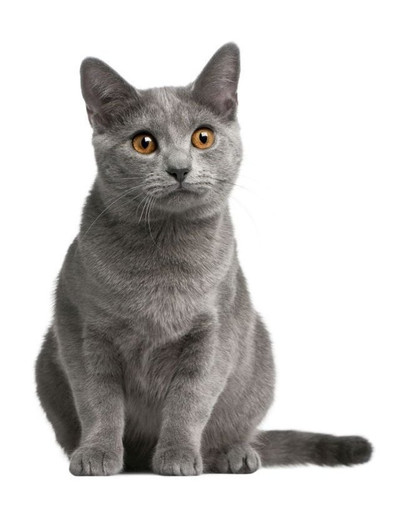 FITMIN Cat For Life Castrate - drůbež a rýže 1,8 kg