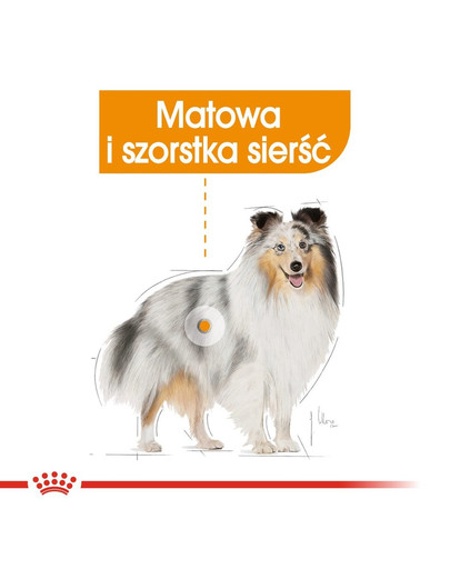 ROYAL CANIN Coat Care - kapsička pro dospělé psy s matnou srsti 85 g
