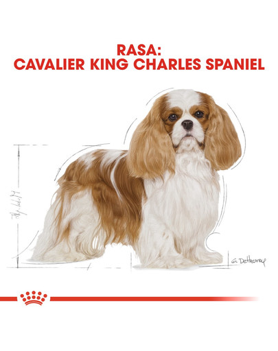 ROYAL CANIN Cavalier King Charles Adult 7,5 kg granule pro dospělého kavalír king charles španěl