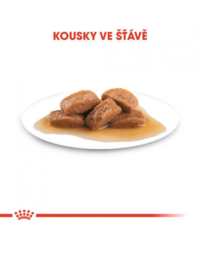 ROYAL CANIN Maxi adult 10x140 g kapsička pro dospělé velké psy