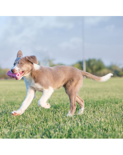KONG Puppy Teething Stick L Dentální kousátko pro štěňata