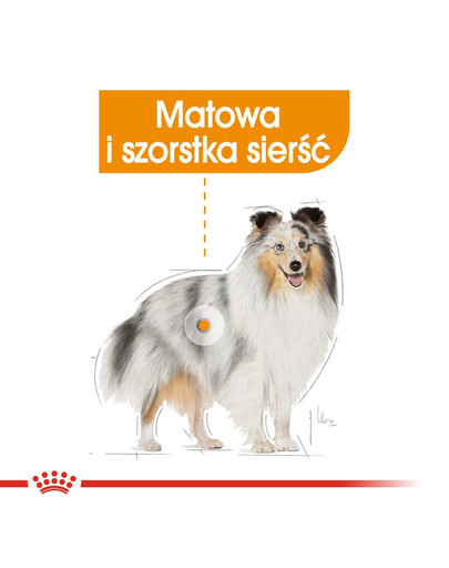ROYAL CANIN Coat Care -kapsičky pro dospělé psy s matnou srstí 12 x 85 g