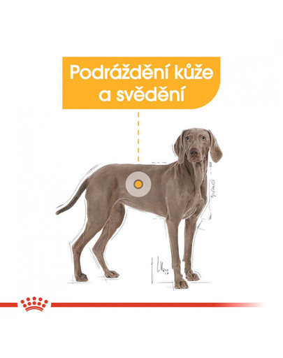 ROYAL CANIN Medium Dermacomfort 12 kg granule pro střední psy s problémy s kůží