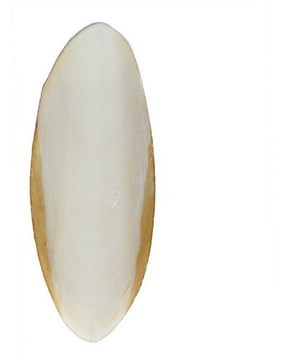 TRIXIE Sépiová kost pro plazy 12 cm
